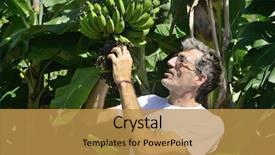  Presentation with agriculture pest - Beautiful slides featuring agricultural pest - agriculture farmer examining the banana backdrop and a gold colored foreground