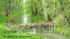  Presentation with pest - Beautiful presentation featuring agricultural pest - beaver dam on the lucni backdrop and a yellow colored foreground
