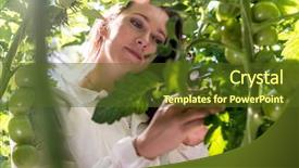  Presentation with magnifying glass - PPT theme featuring agricultural pest - botanist with a magnifying glass background and a tawny brown colored foreground