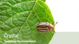  Presentation with colorado - Presentation theme featuring agricultural pest - colorado beetle and plant background and a tawny brown colored foreground