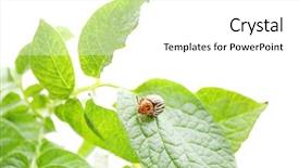  Presentation with pest - Beautiful presentation theme featuring agricultural pest - colorado beetle and plant backdrop and a white colored foreground