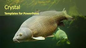  Presentation with fish pond - Amazing theme having agricultural pest - common carp - cyprinus carpio backdrop and a tawny brown colored foreground
