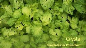  Presentation with pesticides - PPT layouts consisting of agricultural pest - crops grown organically crops grown background and a tawny brown colored foreground