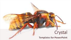  Presentation with hornet - Beautiful PPT layouts featuring agricultural pest - european hornet vespa crabro backdrop and a lemonade colored foreground
