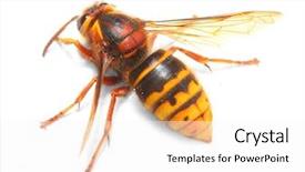  Presentation with hornet - Slide deck with agricultural pest - european hornet vespa crabro background and a white colored foreground