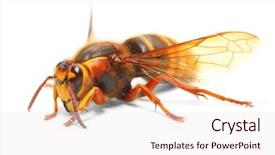  Presentation with hornet - Colorful PPT theme enhanced with agricultural pest - european hornet vespa crabro backdrop and a sky blue colored foreground
