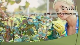  Presentation with leaves - Presentation theme featuring agricultural pest - female gardener checking leaves background and a coral colored foreground