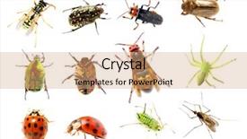  Presentation with insect - Colorful slides enhanced with agricultural pest - garden insect - great collection backdrop and a coral colored foreground