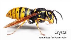  Presentation with german - Theme consisting of agricultural pest - german wasp vespula germanica background and a white colored foreground