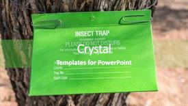  Presentation with us government - Colorful PPT theme enhanced with agricultural pest - government agency insect trap hanging backdrop and a seafoam green colored foreground