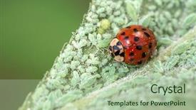  Presentation with louse - Cool new PPT theme with agricultural pest - ladybug on leaf with plant backdrop and a mint green colored foreground