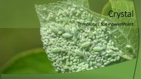  Presentation with louse - Presentation design with agricultural pest - leaf with plant louse closeup background and a seafoam green colored foreground