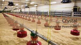  Presentation with poultry farm - Slides having agricultural pest - modern and new automated integrated background and a coral colored foreground