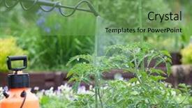  Presentation with disease - Audience pleasing PPT theme consisting of agricultural pest - protecting tomato plants from fungal backdrop and a seafoam green colored foreground