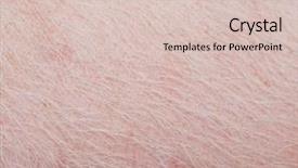  Presentation with pest - Cool new slides with agricultural pest - typical pink pig skin close-up backdrop and a lemonade colored foreground