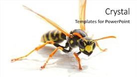  Presentation with white and yellow - Slide set featuring agricultural pest - yellow jacket wasp on white background and a white colored foreground