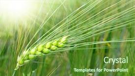  Presentation with wheat - Cool new presentation theme with agricultural plants - green wheat on a grain backdrop and a tawny brown colored foreground
