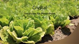  Presentation with lettuce - Cool new theme with school s out for summer backdrop and a dark gray colored foreground