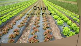  Presentation with lettuce - Slides with agricultural soil - rows and rows of fresh background and a yellow colored foreground