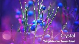  Presentation with antioxidant - Slides consisting of agriculture - autumn blueberries juicy and fresh background and a purple colored foreground