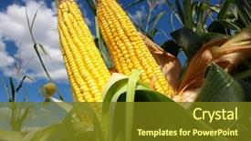  Presentation with agriculture corn - Presentation theme featuring agriculture - corn field background and a tawny brown colored foreground