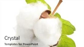 Presentation with agriculture cotton - Audience pleasing slide deck consisting of agriculture - cotton plant flower isolated backdrop and a lemonade colored foreground