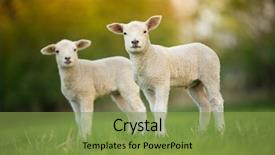  Presentation with meadow - Cool new slide deck with agriculture - cute little lambs on fresh backdrop and a seafoam green colored foreground