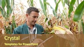  Presentation with agriculture crops - Theme with agriculture - farmer checking on corn crops background and a tawny brown colored foreground