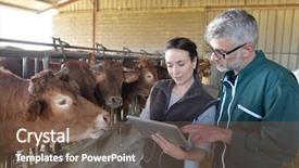  Presentation with veterinary cow - Audience pleasing presentation theme consisting of agriculture - farmer with veterinary in cow backdrop and a tawny brown colored foreground