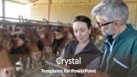  Presentation with veterinary cow - Beautiful PPT layouts featuring farmer with veterinary in cow backdrop and a tawny brown colored foreground