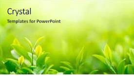  Presentation with tea leaves - Presentation theme having agriculture - fresh tea bud and leaves background and a blonde colored foreground