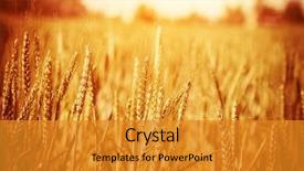  Presentation with wheat growing - Amazing slide deck having agriculture - golden ripe wheat field sunny backdrop and a gold colored foreground