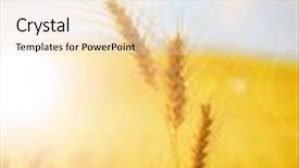  Presentation with wheat - PPT theme having stem - golden wheat closeup background and a lemonade colored foreground