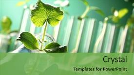  Presentation with hand holding plant - Amazing PPT theme having music is life art audio expression melody playing concept backdrop and a coral colored foreground