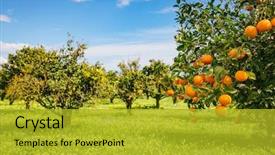  Presentation with farming - PPT theme having agriculture - impressive view of green garden background and a gold colored foreground