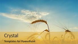  Presentation with harvest - PPT theme enhanced with agriculture - orange sunset over field background and a yellow colored foreground