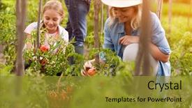  Presentation with rural - Slide set having agriculture - rural family pick organically tomatoes background and a gold colored foreground