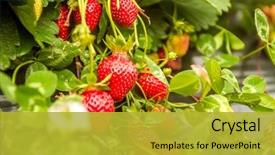  Presentation with plantation - PPT layouts having agriculture - strawberry fruit grows background and a gold colored foreground