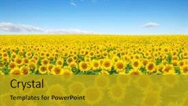  Presentation with sunflowers - Amazing slide deck having agriculture - sunflowers field on sky background backdrop and a gold colored foreground