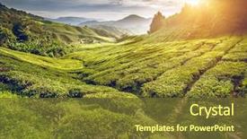  Presentation with tea plantation - Audience pleasing PPT layouts consisting of agriculture - tea plantation in cameron highlands backdrop and a tawny brown colored foreground