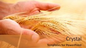  Presentation with harvest - Cool new theme with agriculture - wheat ears in the hands backdrop and a gold colored foreground