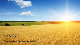  Presentation with sun blue sky and ocean - PPT theme enhanced with agriculture - wheat field and sun background and a gold colored foreground