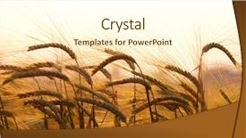  Presentation with ears - PPT layouts with agriculture - wheat field yellow wheat ears background and a cream colored foreground