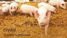 Presentation with pig farm - Audience pleasing theme consisting of agriculture - young piglet on hay backdrop and a gold colored foreground