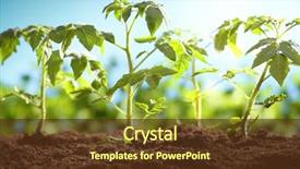  Presentation with tomato - PPT theme enhanced with agriculture - young tomato plants background and a tawny brown colored foreground