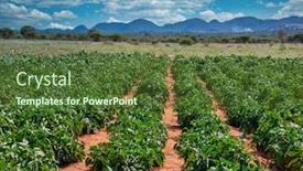  Presentation with horticulture - Beautiful slide deck featuring agriculture-and-horticulture-crop backdrop and a tawny brown colored foreground