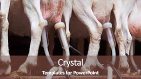  Presentation with farm equipment - Colorful PPT layouts enhanced with agriculture automation - goat udders shot from back backdrop and a tawny brown colored foreground