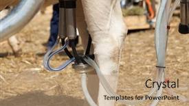  Presentation with machine - PPT layouts with agriculture automation - milking machine background and a coral colored foreground