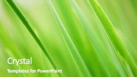  Presentation with abstract green - Presentation theme with agriculture backgrounds - abstract background of fresh green background and a shamrock green colored foreground