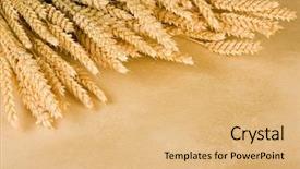  Presentation with parchment - Slide set featuring agriculture backgrounds - border frame made background and a coral colored foreground